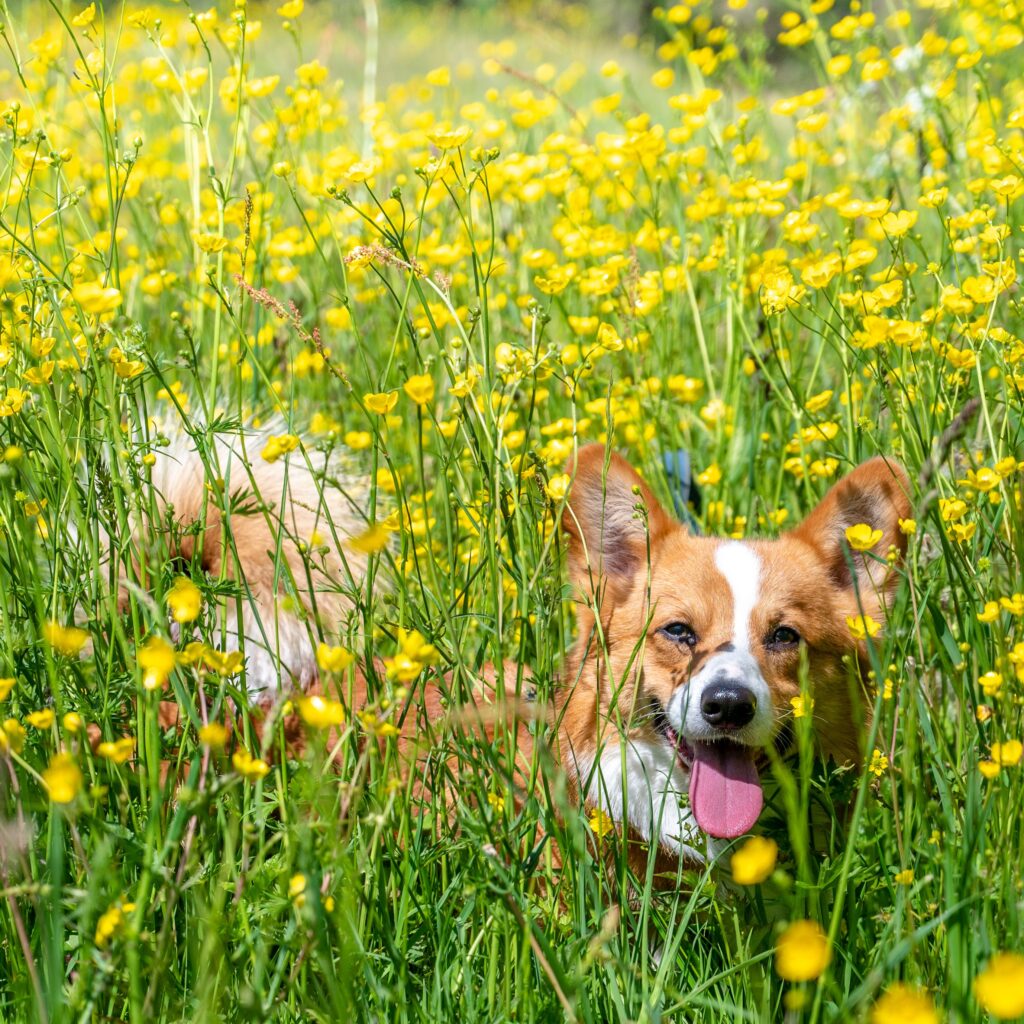 dog